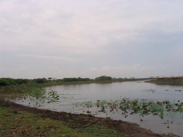 Wetlands