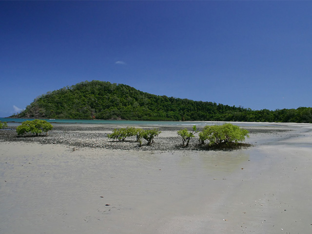 Cape Tribulation