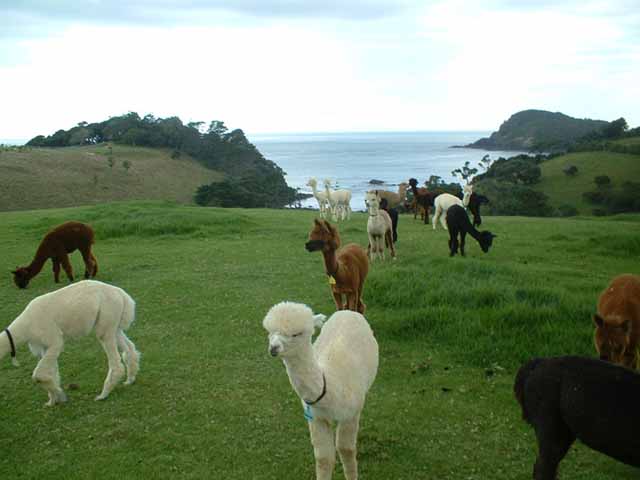 Alpacas