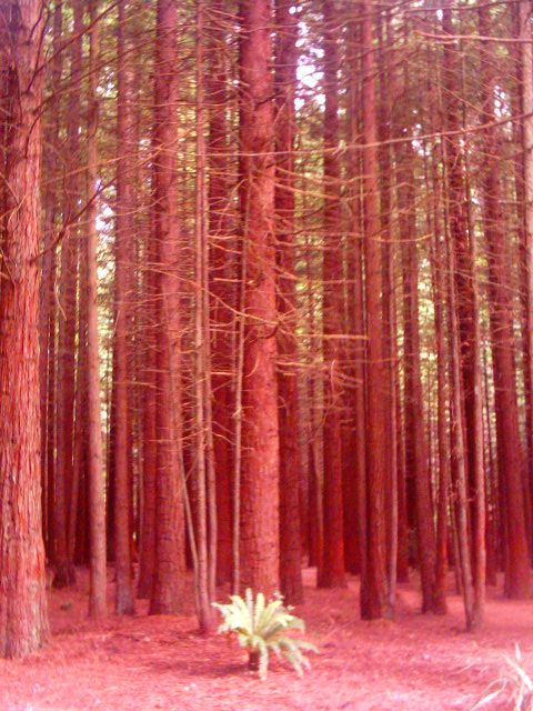 Redwood Forest