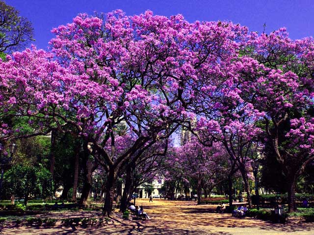 Jacaranda