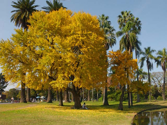 Otono en Palermo