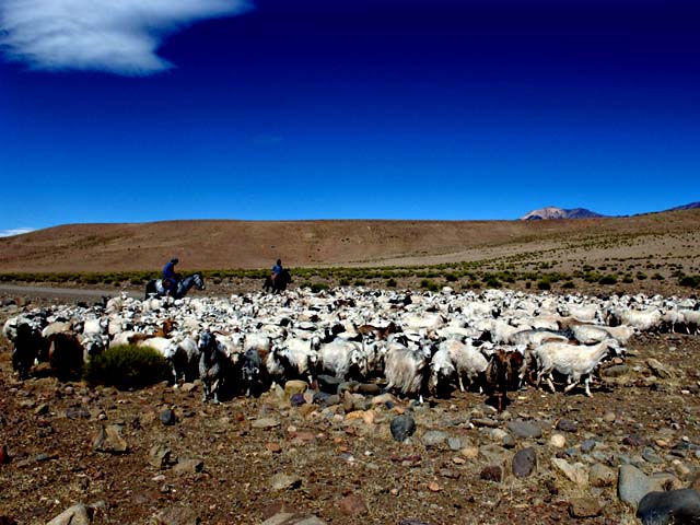 Neuquen