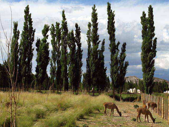 Guanacos 