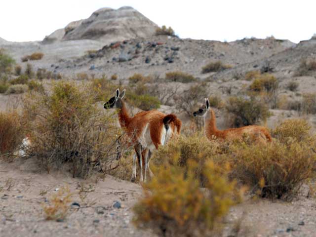 Fauna de Ischigualasto