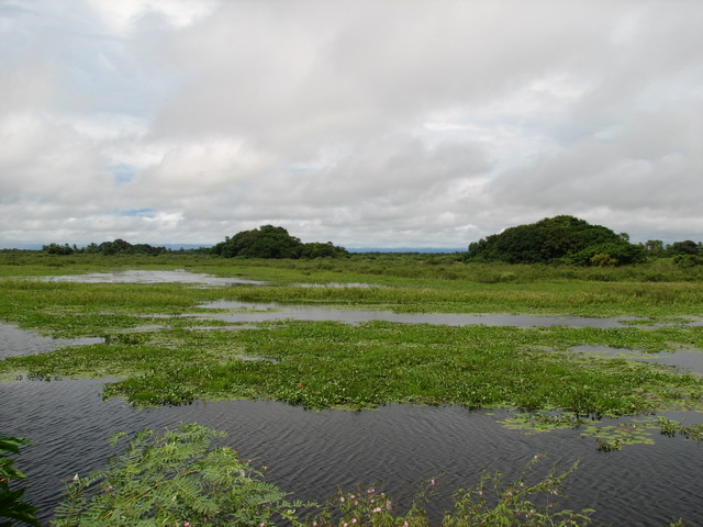 Wetland