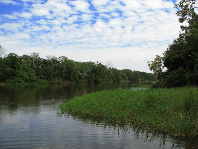 Forêt amazonienne