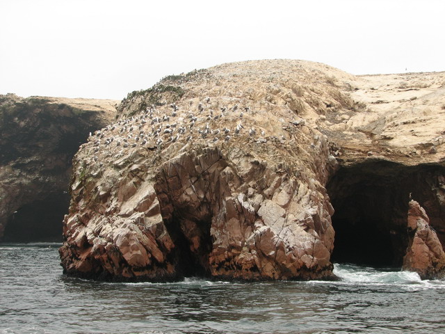 Sea lions