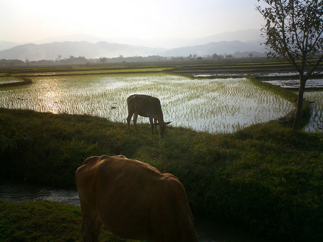 Rice field