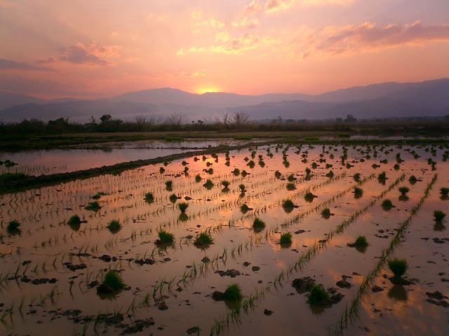 Rice fields