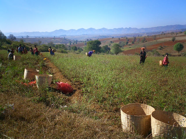 Farmers