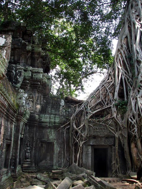 Ta Prohm trees