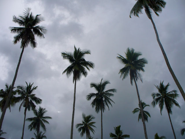 Coconut trees