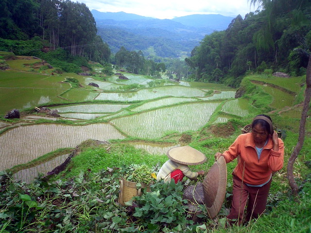 Toraja countryside