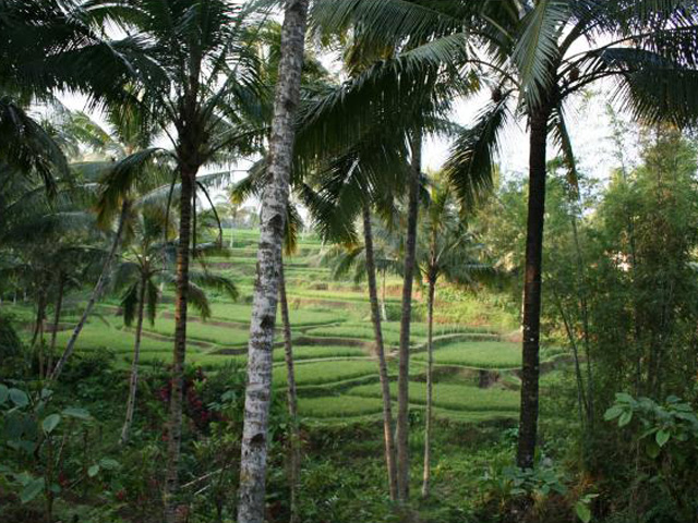 Rice fields