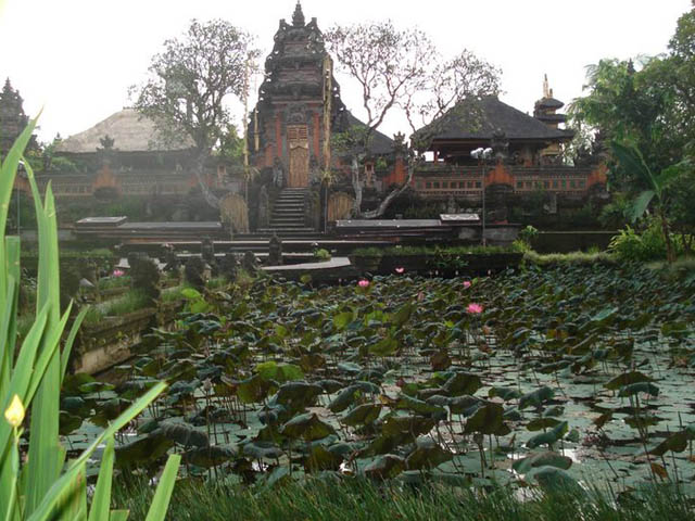 Lotus garden