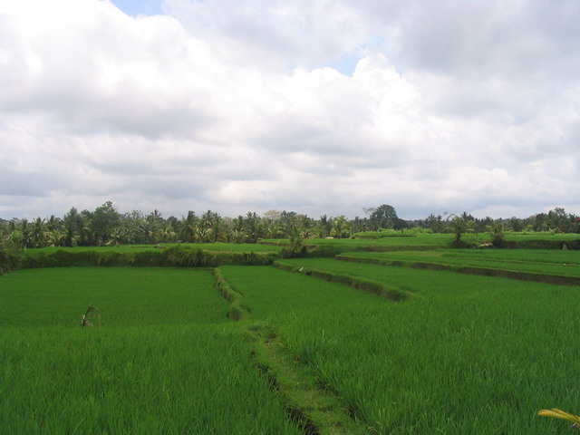 Ricefield