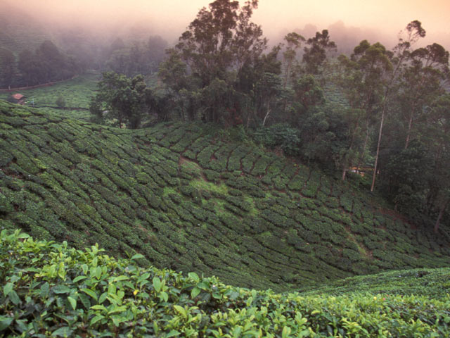 Tea plantations