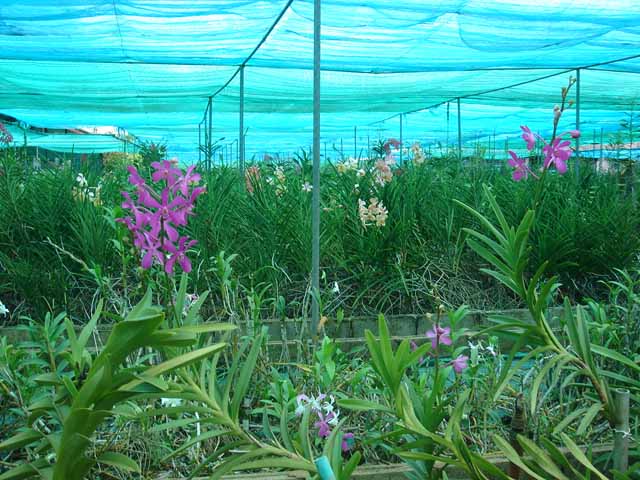 Udon Sunshine Fragrant Orchid Farm