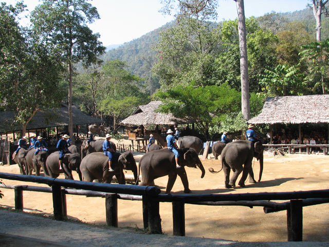 Camp d'éléphants