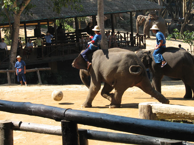 Elephant playing football