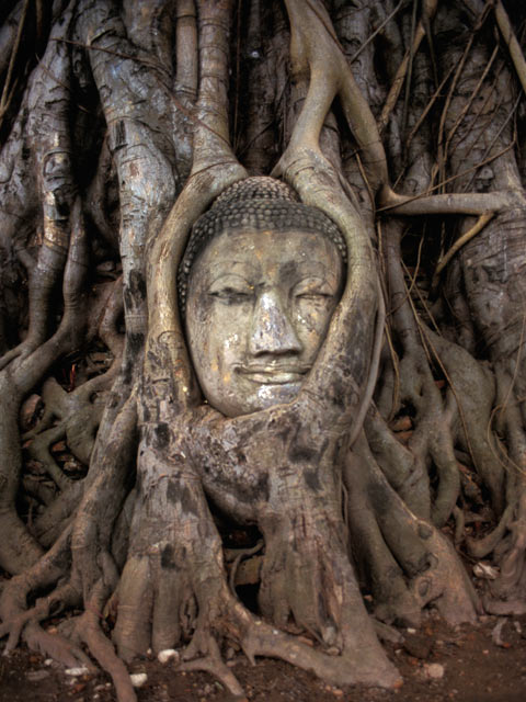 Buddha in the tree