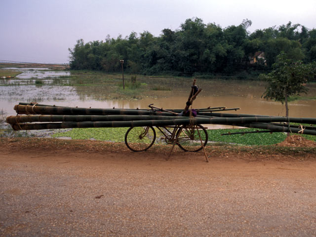 Bamboo bike