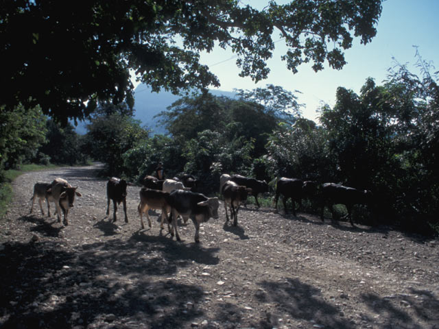 Countryside