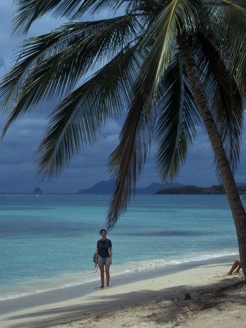 Beach in Martinique