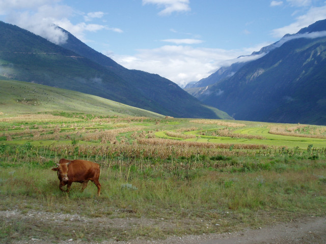 Countryside