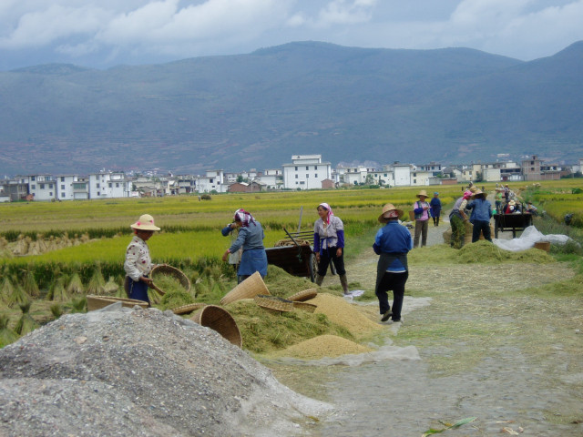 Rice harvest