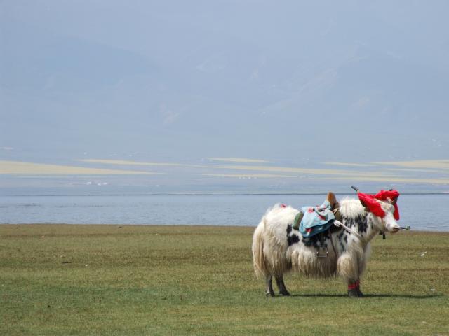 Yak