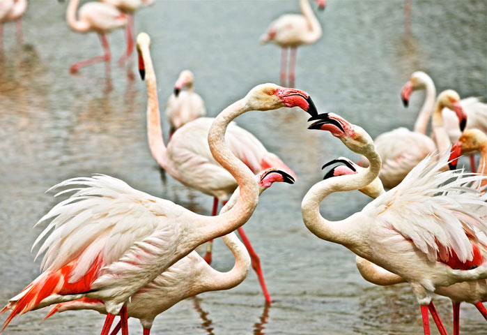 Flamants roses