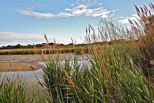 La Camargue