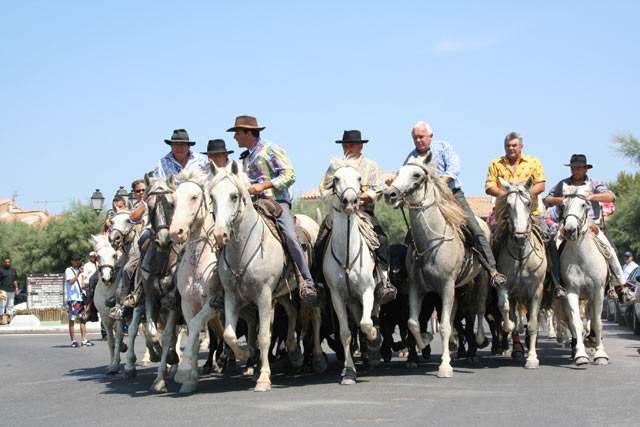 Cheval Camargue