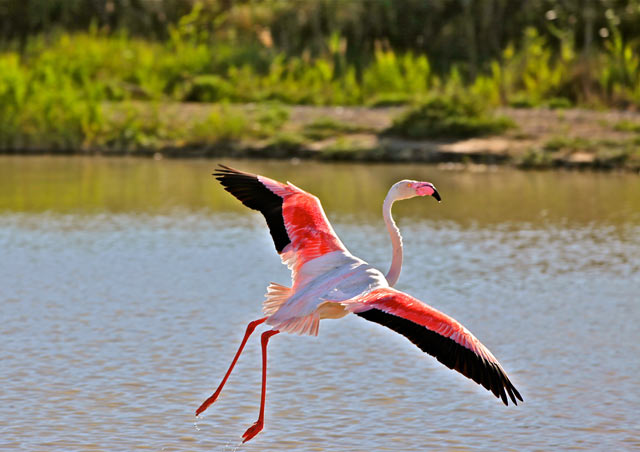 Flamant rose en Camargue