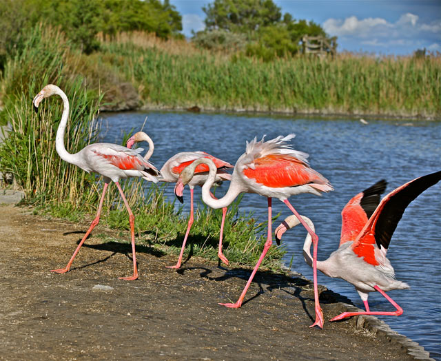 Flamants roses en Camargue