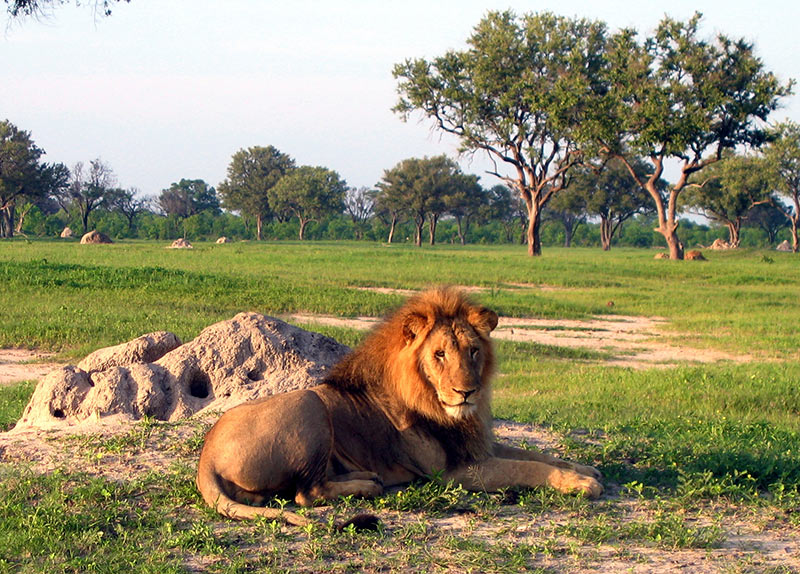 Lion qui se repose près d'une termitière