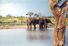 Eléphants au parc national Hwange