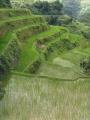 Rizières en terrasses de Banaue Rizières en terrasses de Banaue