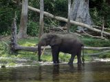 Éléphant, Trinational de la Sangha Éléphant, Trinational de la Sangha