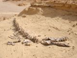 Fossile, Wadi Al-Hitan