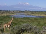 Girafe, parc national du Kilimandjaro