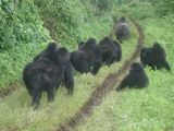 Gorille, parc national de Kahuzi-Biega