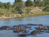 Hippopotames, parc de la zone humide d'iSimangaliso