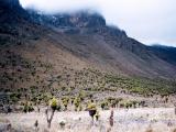 Vallée Mackinder, forêt naturelle du mont Kenya