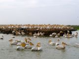 Pélican, parc national des oiseaux du Djoudj