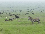 Zèbres, parc national de Serengeti Zèbres, parc national de Serengeti