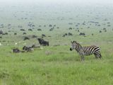 Zèbres, parc national de Serengeti