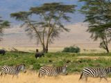 Zèbres, parc national de Serengeti Zèbres, parc national de Serengeti